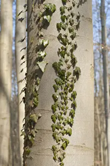 Common Ivy -Hedera helix-, on a Common Beech or European Beech, Hainich National Park, Thuringia, Germany