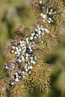 Images Dated 6th March 2014: Common Juniper -Juniperus communis-, Emsland, Lower Saxony, Germany