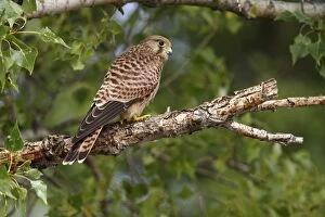 Images Dated 27th June 2011: Common Kestrel -Falco tinnunculus-, fledged bird perched on a branch, Apetlon, Lake Neusiedl