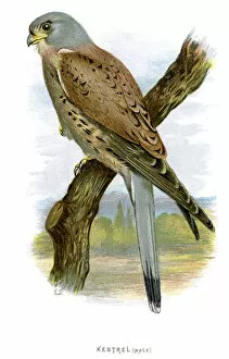 Vertebrate Gallery: Common Kestrel - Falco tinnunculus
