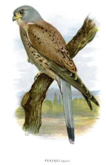 Images Dated 29th September 2012: Common Kestrel - Falco tinnunculus