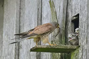 Images Dated 30th June 2014: Common Kestrel -Falco tinnunculus- passes mouse to young birds, Emsland, Lower Saxony, Germany