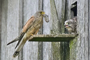 Images Dated 2nd July 2014: Common Kestrel -Falco tinnunculus- passes mouse to young birds, Emsland, Lower Saxony, Germany