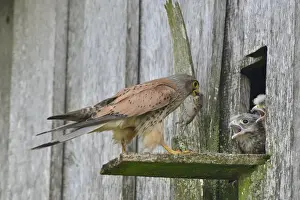 Falco Prints: Common Kestrel -Falco tinnunculus- passes mouse to young birds