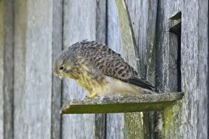 Images Dated 4th July 2014: Common Kestrel -Falco tinnunculus-, young bird, Emsland, Lower Saxony, Germany
