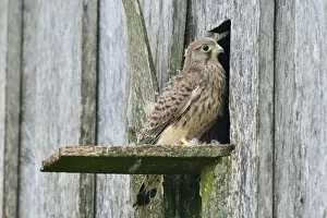 Images Dated 2nd July 2014: Common Kestrel -Falco tinnunculus-, young bird, Emsland, Lower Saxony, Germany