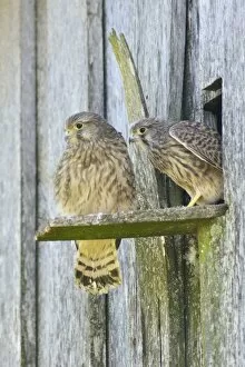 Images Dated 4th July 2014: Common Kestrels -Falco tinnunculus-, young birds, Emsland, Lower Saxony, Germany