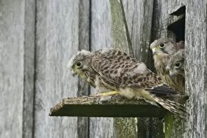 Images Dated 2nd July 2014: Common Kestrels -Falco tinnunculus-, young birds, Emsland, Lower Saxony, Germany