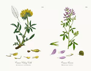 Images Dated 7th December 2017: Common Kidney Vetch, Anthyllis vulneraria, Victorian Botanical Illustration, 1863