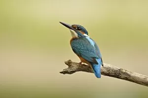 Images Dated 28th July 2012: Common Kingfisher -Alcedo atthis-, Middle Elbe Biosphere Reserve near Dessau, Saxony-Anhalt