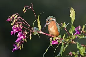 Images Dated 26th December 2018: Common kingfisher (Alcedo atthis), female, sits on branch of Springkraut (Impatiens glandulifera)