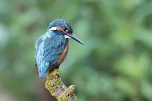 Images Dated 18th July 2018: Common kingfisher (Alcedo atthis), male, on hide, Hesse, Germany
