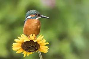Common kingfisher (Alcedo atthis) sits on Sunflower (Helianthus annuus), Hesse, Germany