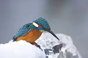 Images Dated 4th January 2010: Common Kingfisher -Alcedo atthis- in winter on a perch, Germany