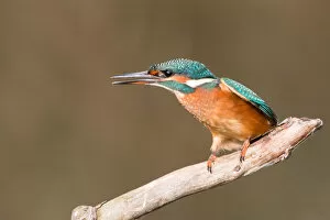 Images Dated 27th September 2014: Common Kingfisher -Alcedo atthis-, young female, perched on a branch, threatening gesture