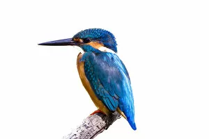 Images Dated 14th August 2019: Common Kingfisher with fish (Alcedo atthis) beautiful bird on white background