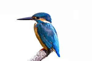 Common Prints: Common Kingfisher with fish (Alcedo atthis) beautiful bird on white background