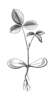 Legume Family Gallery: Common laburnum, golden chain or golden rain (Laburnum anagyroides)