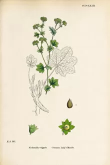 Images Dated 19th September 2017: Common Ladya┬Ç┬Ös Mantle, Alchemilla vulgaris, Victorian Botanical Illustration, 1863