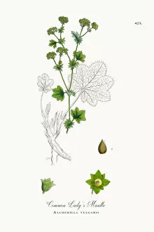 Images Dated 23rd October 2017: Common Ladyas Mantle, Alchemilla vulgaris, Victorian Botanical Illustration, 1863