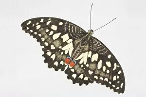 Butterfly Insect Gallery: Common Lime butterfly (Papilio demoleus), black with light yellow speckles