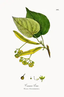 Common Lime, Tilia Intermedia, Victorian Botanical Illustration, 1863