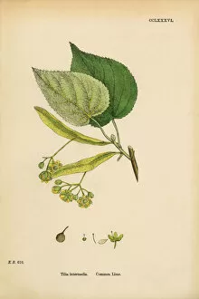Images Dated 11th March 2017: Common Lime, Tilia Intermedia, Victorian Botanical Illustration, 1863