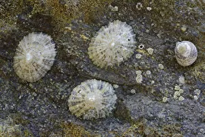 Images Dated 4th August 2014: Common Limpets -Patella vulgata-, Department Cotes-dArmor, Brittany, France