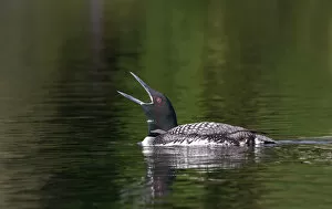 Common loon call
