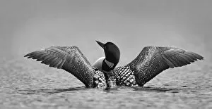 Images Dated 21st June 2014: Common loon