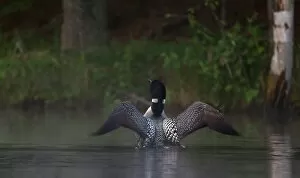 Images Dated 21st June 2014: Common loon