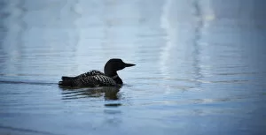 Images Dated 3rd June 2016: Common Loon