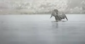 Pacific Gallery: Common Loon