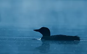 Images Dated 22nd June 2014: Common loon in blue hour