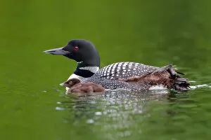 Common loon with chick by her side