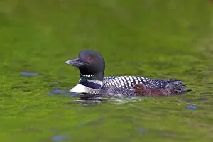 Images Dated 2nd July 2012: Common loon with chick