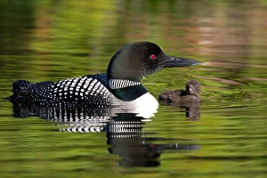 Images Dated 3rd July 2012: Common loon with chick