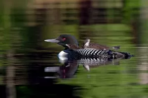 Common loon chick stretches