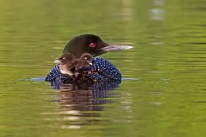 Common loon with chicks