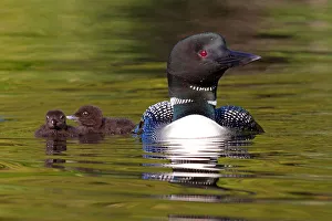 Images Dated 3rd July 2012: Common loon with two chicks