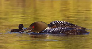 Images Dated 3rd July 2012: Common loon with chicks