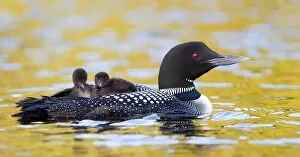 Images Dated 2nd July 2012: Common loon with chicks