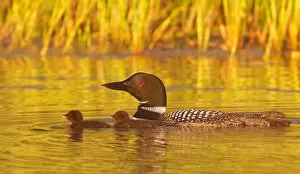 Images Dated 3rd July 2012: Common loon with two chicks