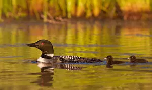Images Dated 3rd July 2012: Common loon with two chicks
