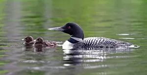 Images Dated 6th July 2012: Common loon with chicks