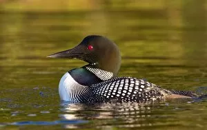 Images Dated 22nd June 2012: Common loon closeup