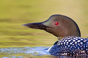 Images Dated 2nd July 2012: Common loon closeup
