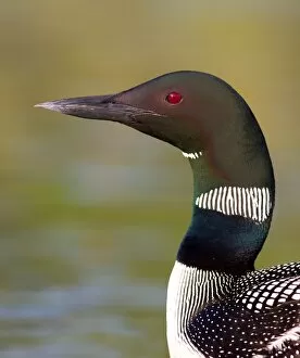 Images Dated 24th June 2012: Common loon colours of neck