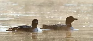 Images Dated 3rd July 2012: Common loon family