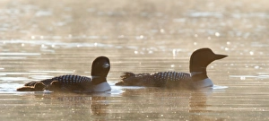 Images Dated 3rd July 2012: Common loon family